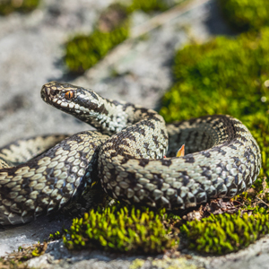 Adder