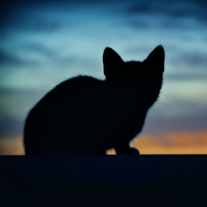 Cat silhouette