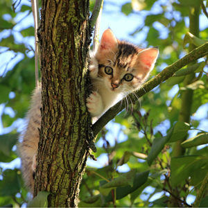 Cat in a tree