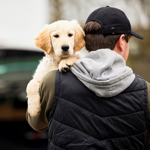Dog theft