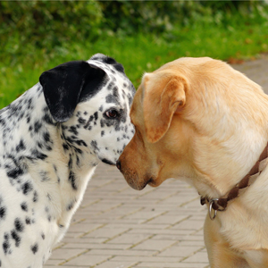 Dogs looking at each other