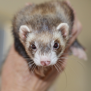 Ferret