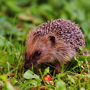 Hedgehog