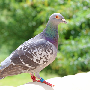 Pigeon