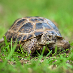 Tortoise